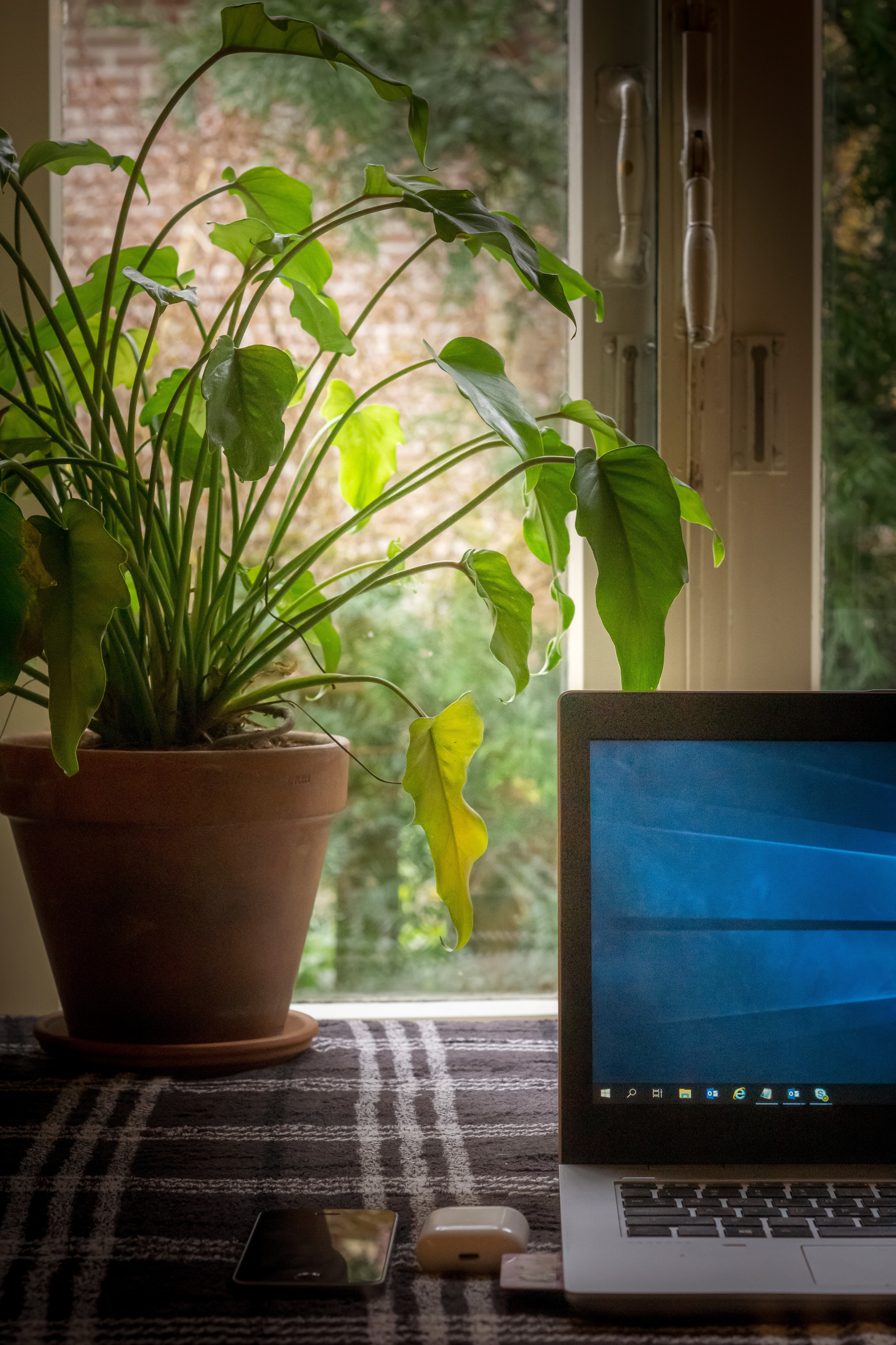 Laptop and house plant
